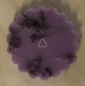 Preview: Duftmelt "Lavendel", Wax Melts, Duft Tarts, Duftwachs