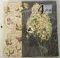 Preview: Servietten von 4you, Blumen-Motiv, 20 Stück