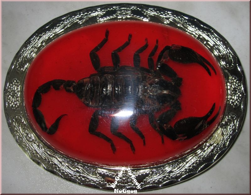 3D-Gürtelschnalle mit echtem Skorpion. Buckle