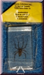 Mini Biester von Hachette. Spinne